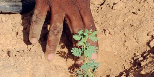 Contre la désertification au Sahel, le CIO veut planter une « forêt olympique » de 355 000 arbres