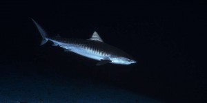 A la Réunion, les pêches de requins font de nouveau polémique