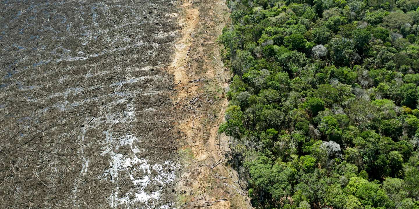 « L’Amazonie brésilienne n’assure plus son rôle de poumon de la planète »