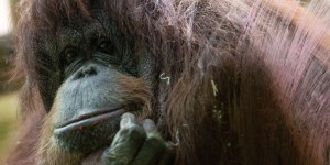 « La ménagerie du Jardin des plantes de Paris peut-elle se vanter de posséder Nénette, une femelle orang-outan enfermée depuis 1972 ? »