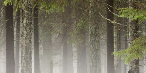 Une nouvelle stratégie européenne pour protéger les forêts