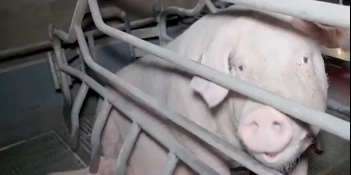 « Ils coupent les queues à vif » : l’association L214 diffuse des images choquantes d’un élevage de porcs dans l’Yonne