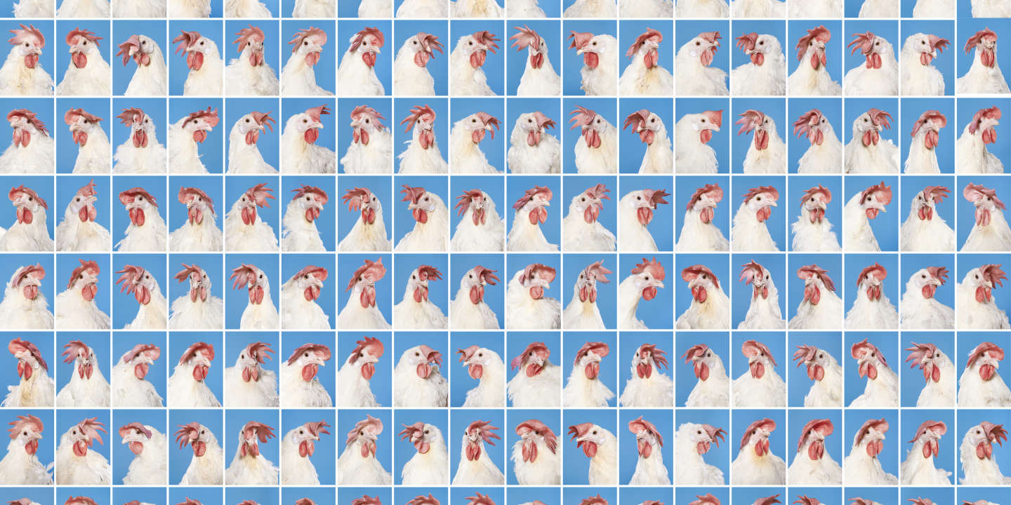 Le poulet, métaphore du capitalisme