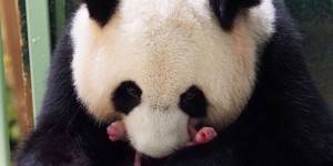 Au zoo de Beauval, deux pandas sont nés « en parfaite santé »