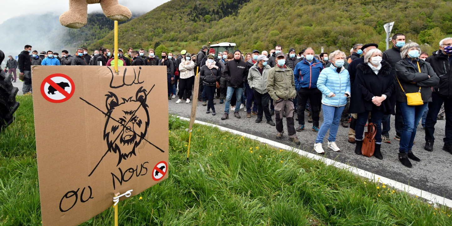Ours des Pyrénées : les opposants crient victoire après une volte-face de l’Etat