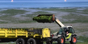 Pour réduire la prolifération des algues vertes, l’Etat va proposer des « contrats » aux agriculteurs