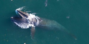 Le gros appétit des baleines, un atout pour les océans