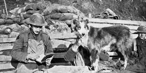 Histoire : « Les animaux enrôlés dans la Grande Guerre ont écrit une page de l’histoire largement méconnue »