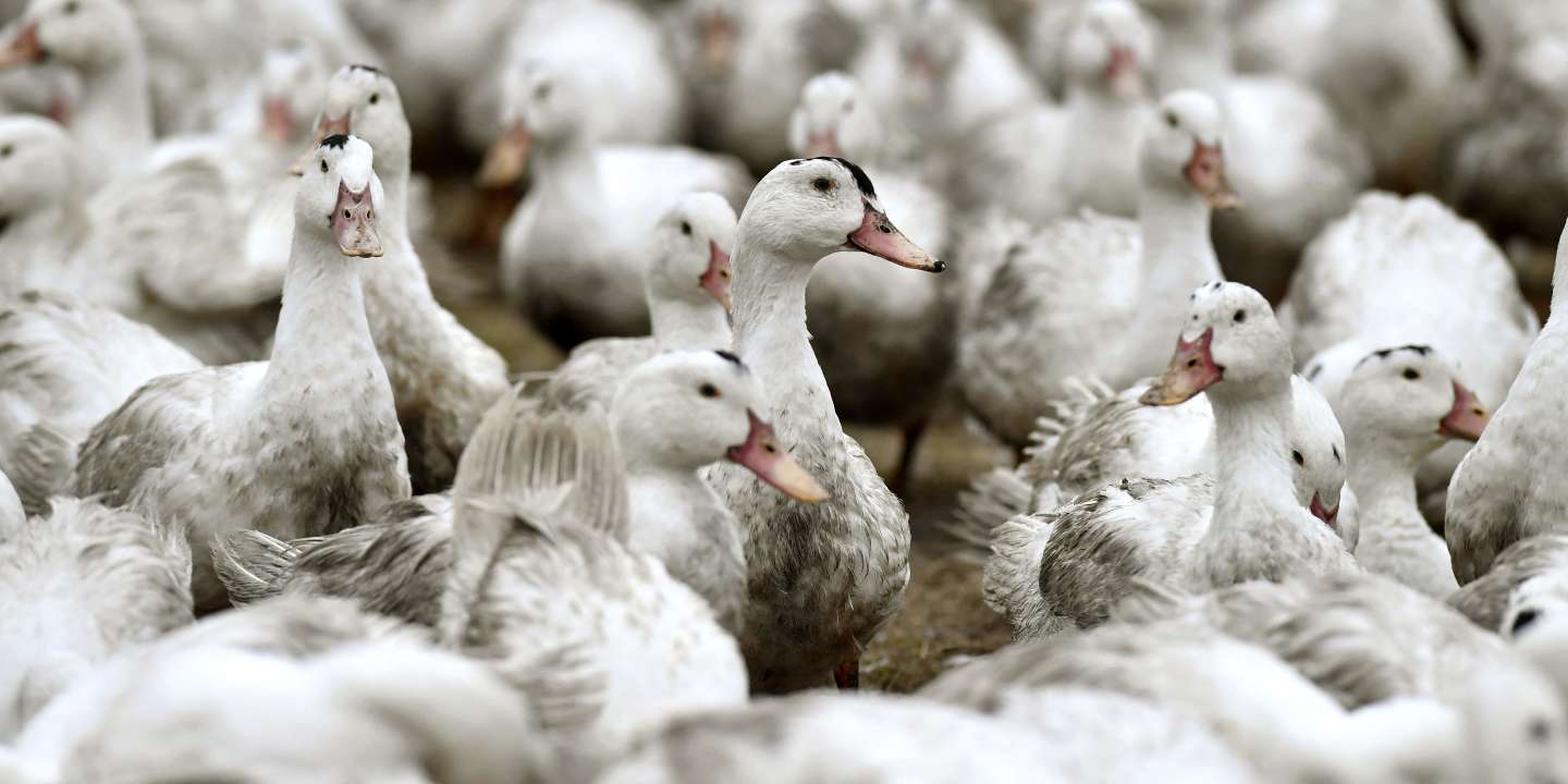 Maltraitance animale : un éleveur de canards des Landes condamné à dix mois de prison avec sursis