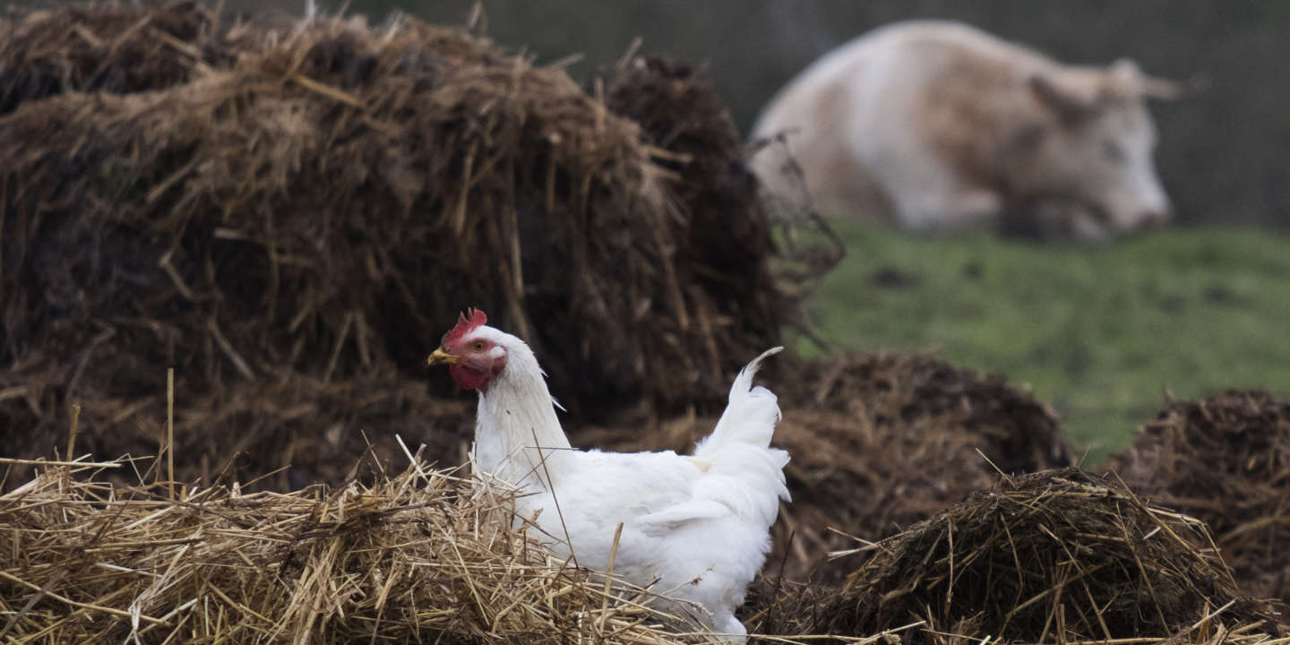 Matières premières : « Le poulet ne veut pas se faire plumer par l’inflation »