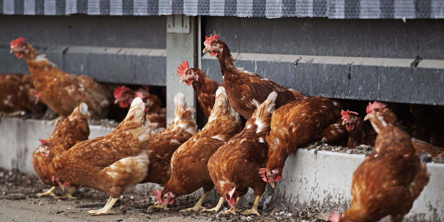 Un premier foyer de grippe aviaire en élevage détecté dans le Nord
