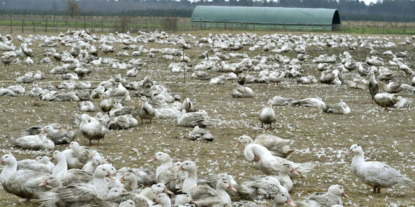 Sept cas de grippe aviaire détectés dans des élevages du Sud-Ouest