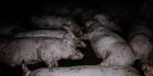 L214 dénonce les mauvais traitements réservés aux porcs dans un élevage d’Herta