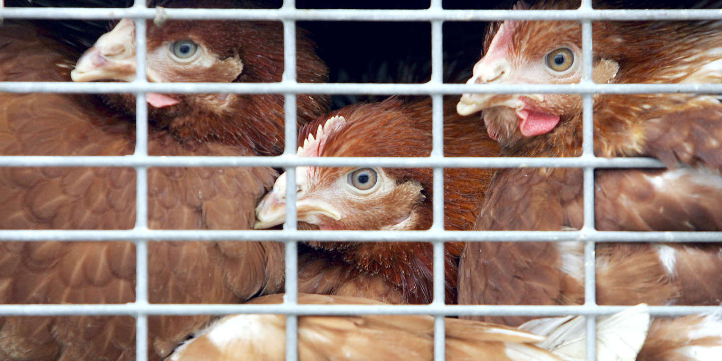 Moratoire sur les poules pondeuses en cage : un décret du gouvernement contesté
