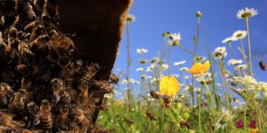 « Le nouveau plan “pollinisateurs” oublie l’essentiel : les pesticides »