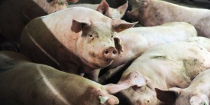 Le gouvernement annonce un « plan d’urgence » de 270 millions d’euros pour la filière porcine
