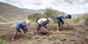 Pomme de terre « serpent » ou « qui fait pleurer la belle-fille » : au Pérou, des paysans préservent des centaines de variétés du tubercule