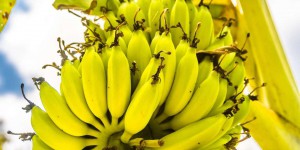 « Les pays producteurs de bananes réclament une approche équitable basée sur la fixation de prix minimum »
