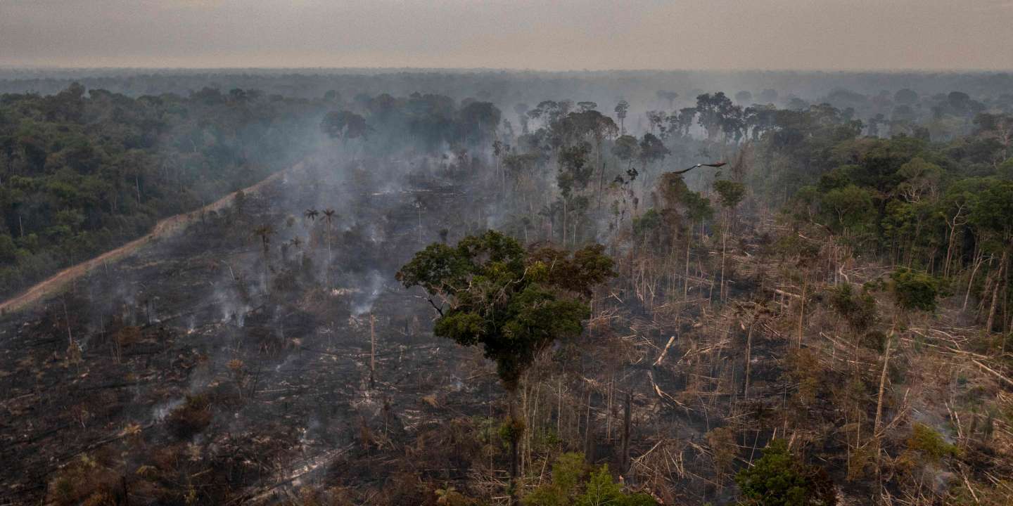 La capacité de régénération de l’Amazonie mise à mal par le dérèglement climatique