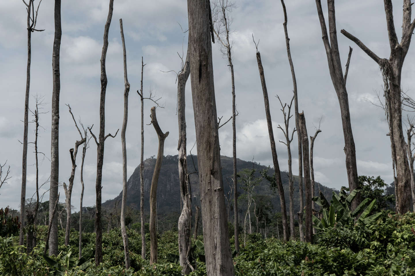 En Côte d’Ivoire, des planteurs de cacao clandestins détruisent la forêt