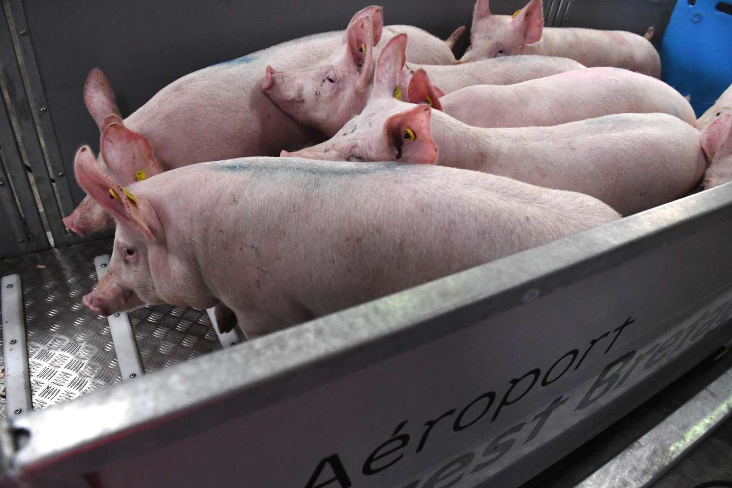 Peste porcine africaine : un foyer détecté dans l’ouest de l’Allemagne, près de la frontière française