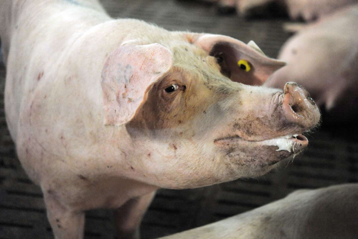 Un abattoir porcin du Finistère condamné à 21 500 euros d’amende pour maltraitance animale
