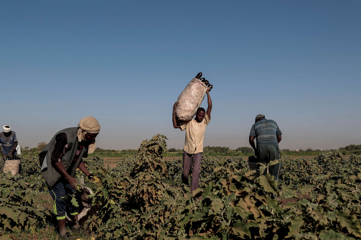 Agriculture en Afrique : « Le soutien financier aux entreprises et exploitations privées constitue la voie à privilégier »