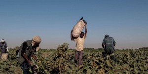 Agriculture en Afrique : « Le soutien financier aux entreprises et exploitations privées constitue la voie à privilégier »