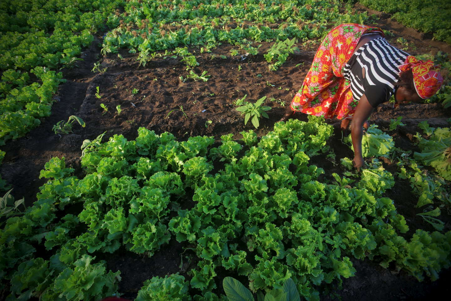 Agriculture : pourquoi l’Afrique doit miser sur les femmes