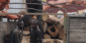 Le commerce de bois de rose suspendu dans seize pays d’Afrique pour donner un coup d’arrêt au pillage
