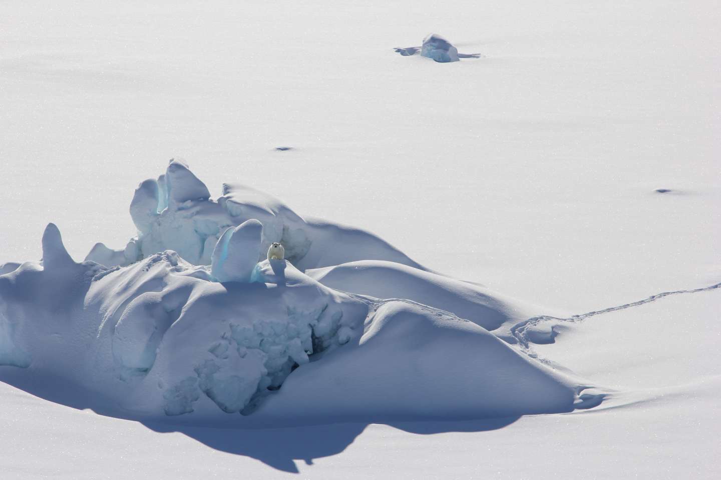 Une nouvelle population d’ours polaires découverte au Groenland