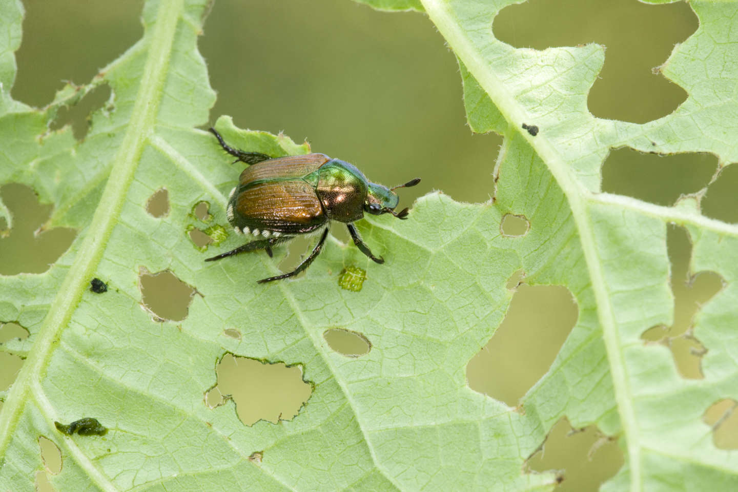 Le scarabée japonais, « un auto-stoppeur » ravageur aux portes de la France