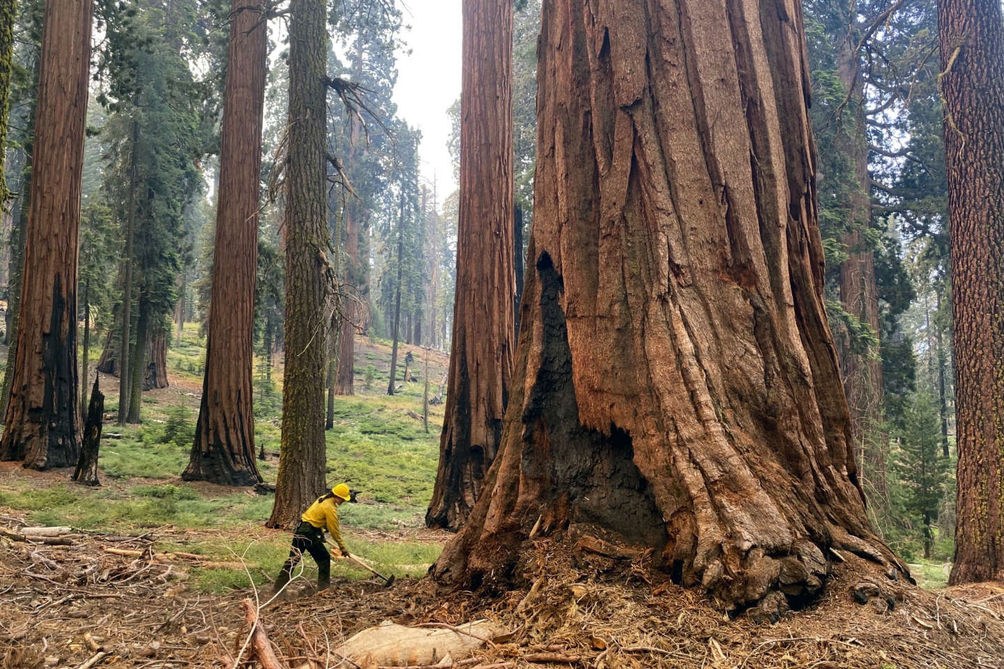 En Californie, « on ne trouve pas d’indice que des feux aussi sévères ont eu lieu dans les mille dernières années »