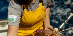 En Corse, le naufrage de la langouste rouge