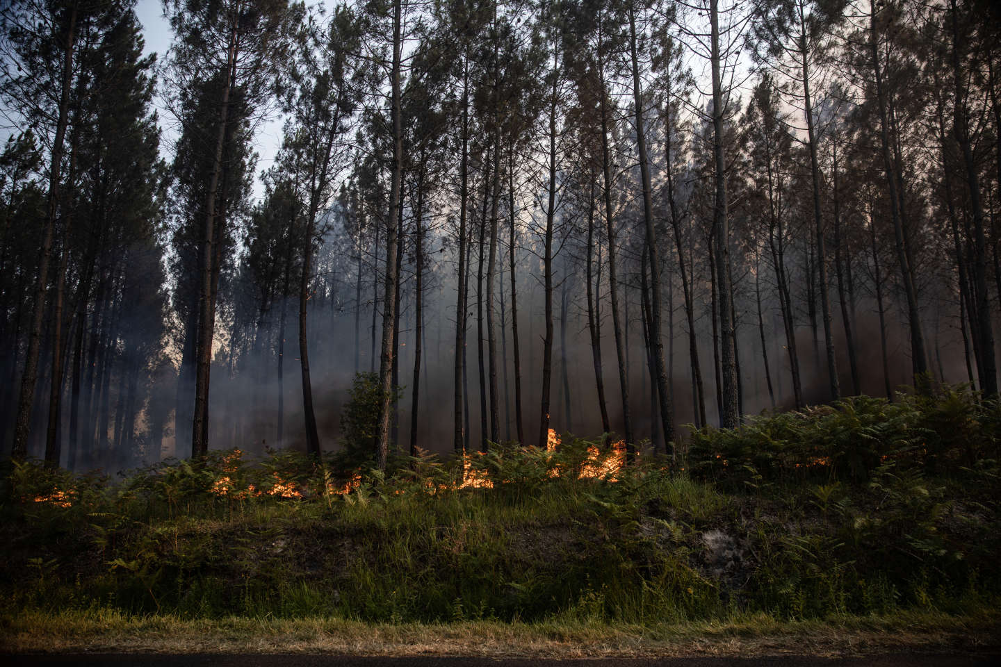 Incendies en Gironde : que restera-t-il des forêts, une fois les flammes éteintes ?