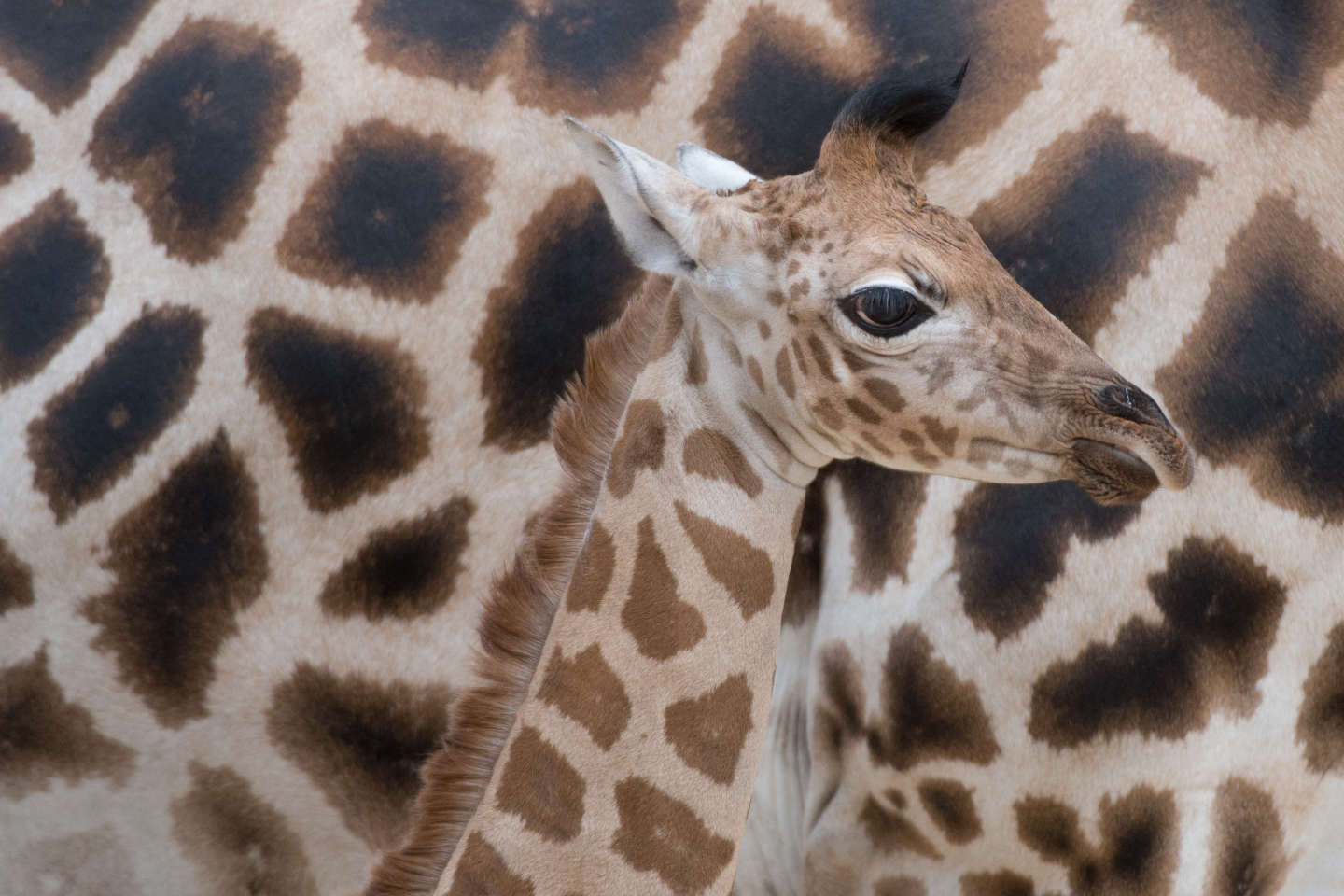 Au Kenya, naissance exceptionnelle de girafons jumeaux