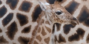 Au Kenya, naissance exceptionnelle de girafons jumeaux