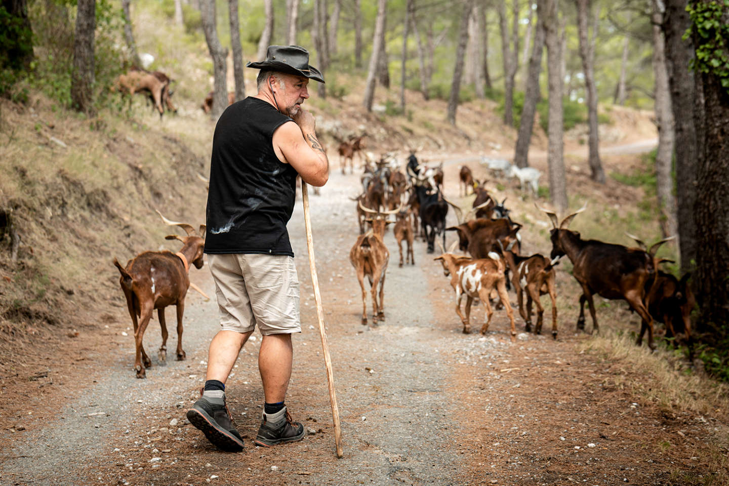 A Roquefort-des-Corbières, des chèvres aident à prévenir les incendies