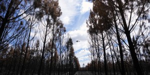 « Surtout après un incendie, il est le plus souvent préférable de laisser la forêt se régénérer naturellement »