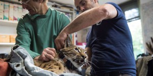 Dans le Jura, un centre de soins animaliers à l’épreuve du dérèglement climatique