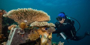 Aux Philippines, des villages se mobilisent pour sauver les récifs coralliens dégradés