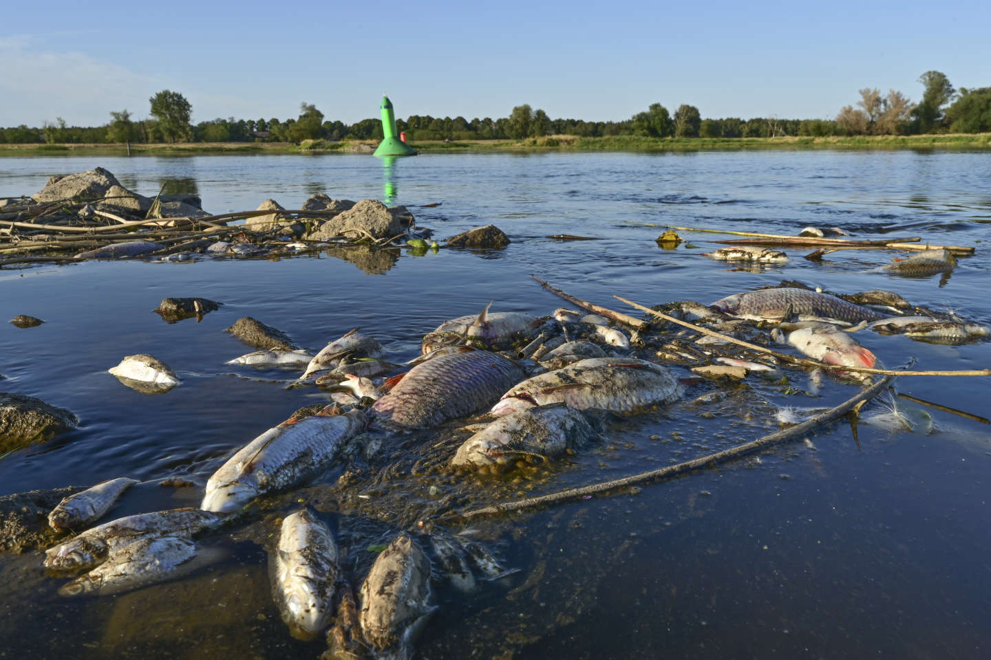 Pollution dans le fleuve Oder : une algue toxique pourrait être responsable de la mort de plus de 100 tonnes de poissons