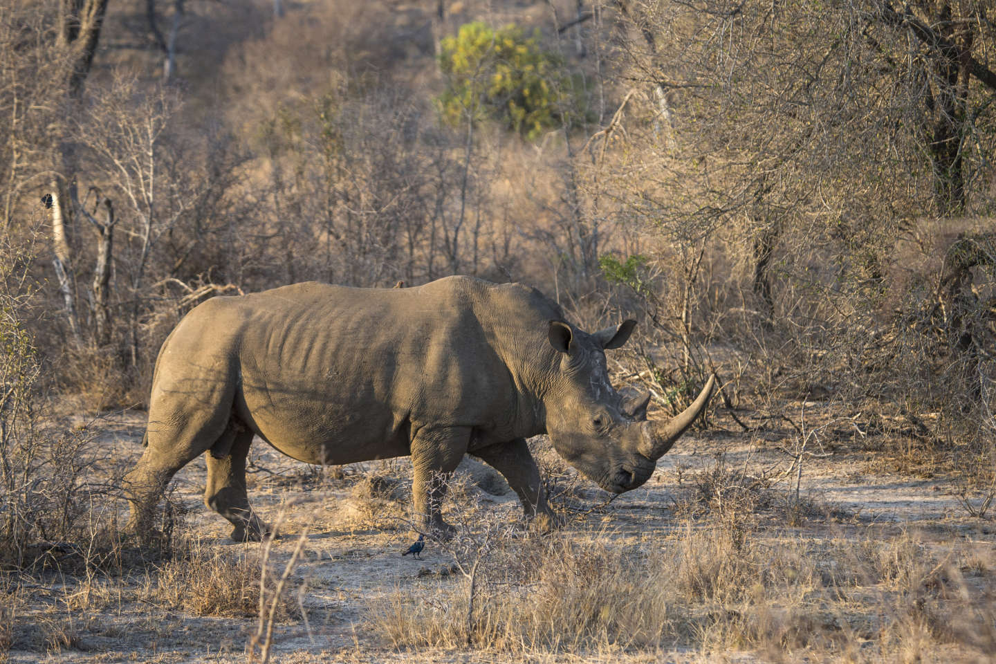En Afrique du Sud, l’opposition s’inquiète de la baisse continue du nombre de rhinocéros au parc Kruger