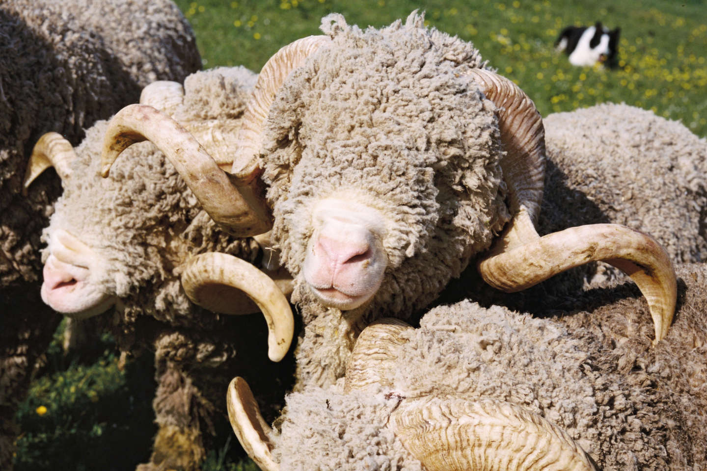 Après la fourrure et les peaux exotiques, la laine ! Le bien-être des moutons mérinos enfin à la mode