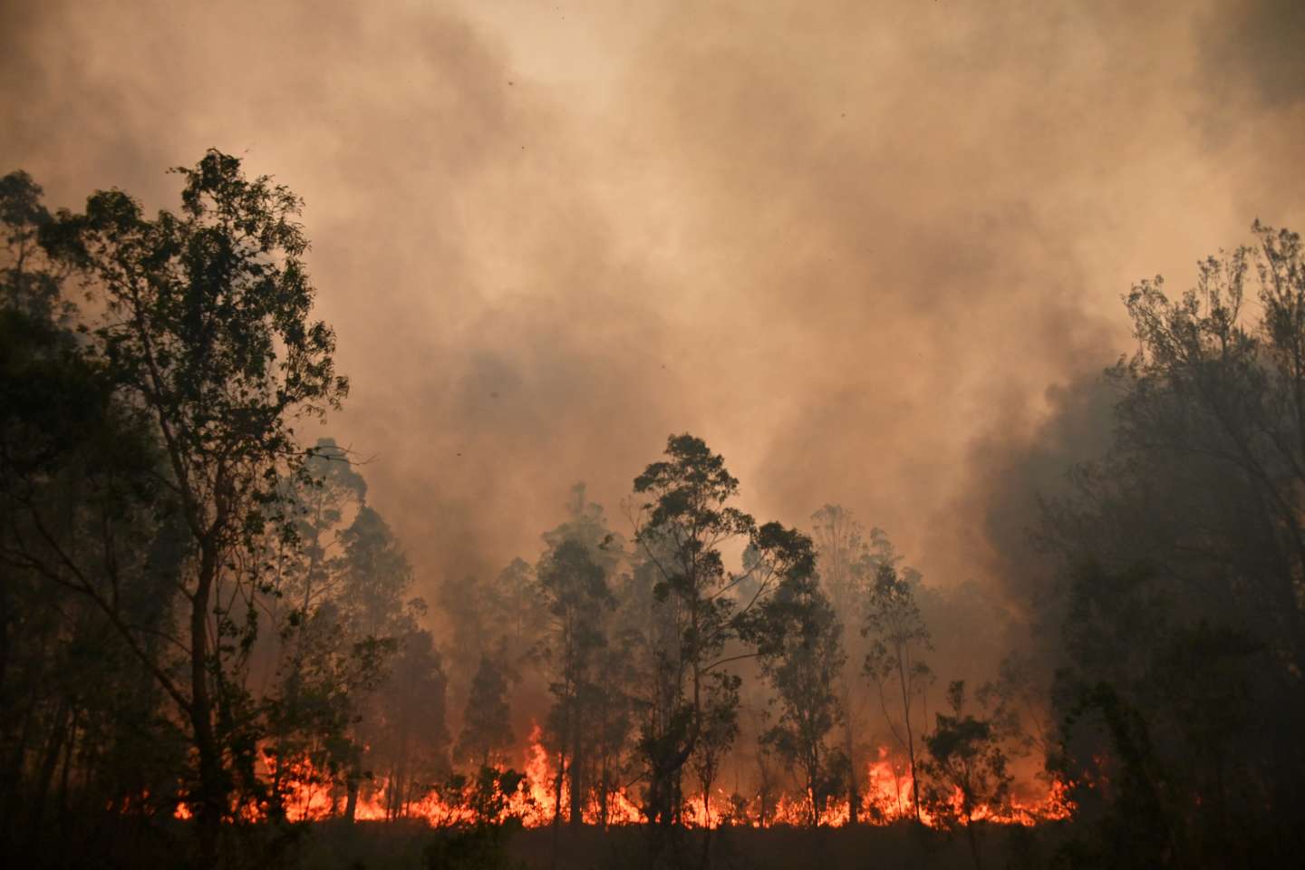 Un an après les gigantesques incendies en Australie, la végétation avait réabsorbé la totalité des émissions de carbone