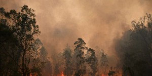Un an après les gigantesques incendies en Australie, la végétation avait réabsorbé la totalité des émissions de carbone