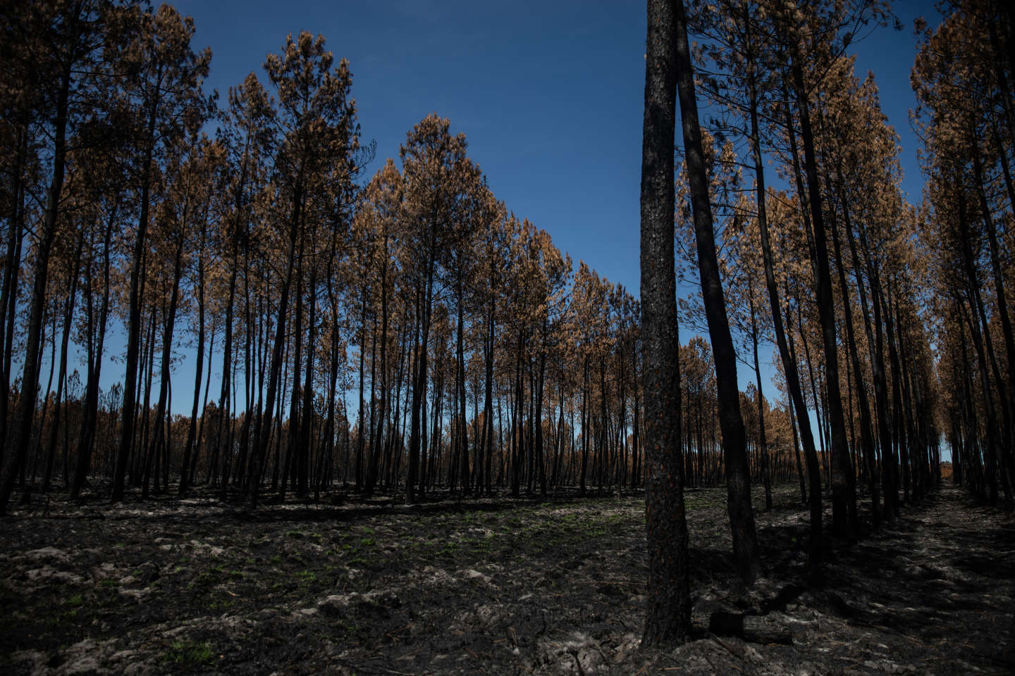 Après les incendies, les responsables politiques appelés à mieux prendre en compte les forêts