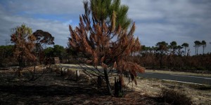 Dans la forêt de La Teste-de-Buch, meurtrie par l’incendie, des centaines d’hectares de pins vont être abattus