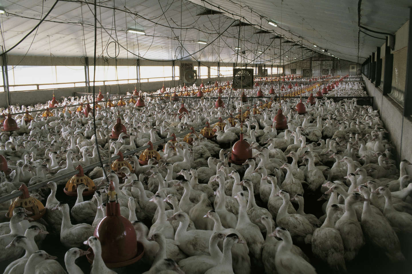 Lanceurs d’alerte : « L’industrie des productions animales est plus opaque que celle du nucléaire »