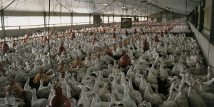 Lanceurs d’alerte : « L’industrie des productions animales est plus opaque que celle du nucléaire »